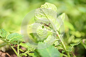 Colorado potato beetle Leptinotarsa decemlineata eats  potato leaves and its eggs in background