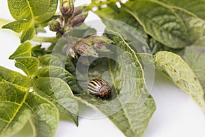 Colorado potato beetle, Leptinotarsa Decemlineata on green leaves