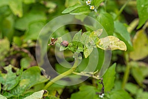 Colorado potato beetle (Leptinotarsa decemlineata) larva on potato leaves