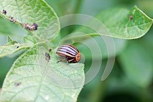 Colorado potato beetle Leptinotarsa decemlineata on a leaf of a potato plant