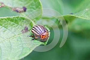 Colorado potato beetle Leptinotarsa decemlineata on a leaf of a potato plant