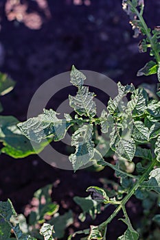 Colorado potato beetle - Leptinotarsa decemlineata on potato bushes. Pest of plants and agriculture.