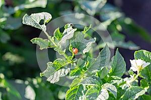 Colorado potato beetle - Leptinotarsa decemlineata on potato bushes. Pest of plants and agriculture.