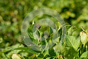 Colorado potato beetle (Leptinotarsa decemlineata) on potato leaves