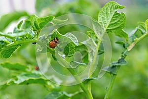 Colorado potato beetle Leptinotarsa decemlineata potato pest on green foliage. Pest control. Gardening