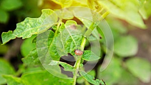 Colorado potato beetle - Leptinotarsa decemlineata on potatoes bushes. A pest of plant and agriculture. Insect pests damaging