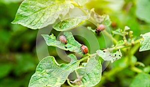 Colorado potato beetle - Leptinotarsa decemlineata on potatoes bushes. A pest of plant and agriculture. Insect pests damaging