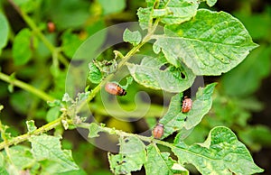 Colorado potato beetle - Leptinotarsa decemlineata on potatoes bushes. A pest of plant and agriculture. Insect pests damaging photo