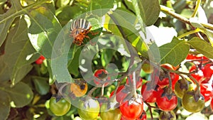 Colorado Potato Beetle, Leptinotarsa Decemlineata on Solanum Dulcamara, Bittersweet Nightshade Plant in Bright Sunlight.