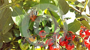 Colorado Potato Beetle, Leptinotarsa Decemlineata on Solanum Dulcamara, Bittersweet Nightshade Plant in Bright Sunlight.