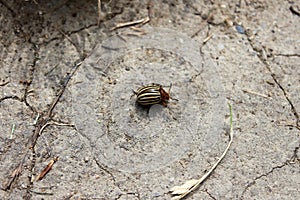 Colorado potato beetle or Leptinotarsa decemlineata walking on dry cracked ground surrounded with dried leaves
