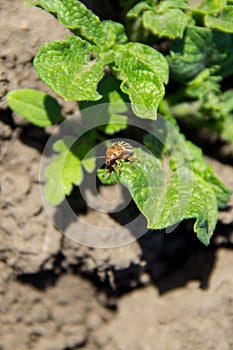 Colorado potato beetle Leptinotarsa decemlineata on young potato plants