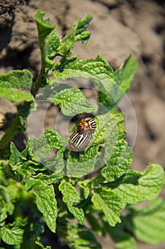 Colorado potato beetle Leptinotarsa decemlineata on young potato plants