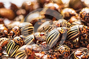 Colorado potato beetle on a light background.Many Colorado potato beetle