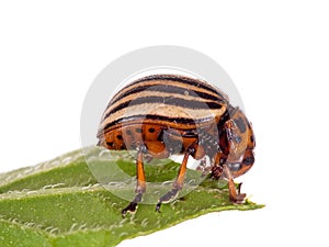 Colorado potato beetle much magnified. Studio.