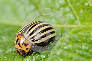 Colorado Potato Beetle on Potato Leaf