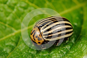 Colorado Potato Beetle on Potato Leaf