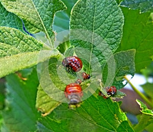 Colorado potato beetle on potato leaves, potato bug, Insect pests