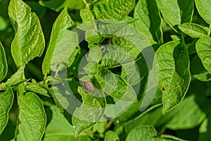 A Colorado potato beetle sits on a green potato leaf in close-up. Leptinotarsa decemlineata. The invasion of pests threatens the