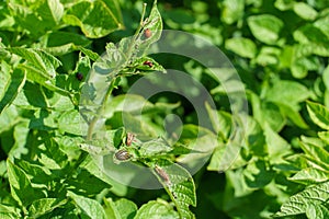 A Colorado potato beetle sits on a green potato leaf in close-up. Leptinotarsa decemlineata. The invasion of pests threatens the