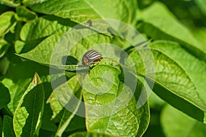 A Colorado potato beetle sits on a green potato leaf in close-up. Leptinotarsa decemlineata. The invasion of pests threatens the