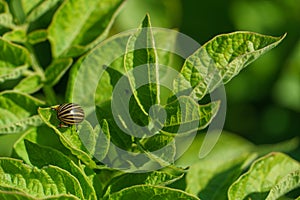 A Colorado potato beetle sits on a green potato leaf in close-up. Leptinotarsa decemlineata. The invasion of pests threatens the