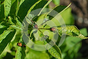 A Colorado potato beetle sits on a green potato leaf in close-up. Leptinotarsa decemlineata. The invasion of pests threatens the