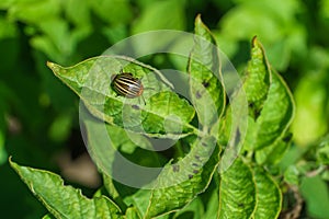 A Colorado potato beetle sits on a green potato leaf in close-up. Leptinotarsa decemlineata. The invasion of pests threatens the