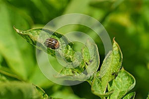 A Colorado potato beetle sits on a green potato leaf in close-up. Leptinotarsa decemlineata. The invasion of pests threatens the