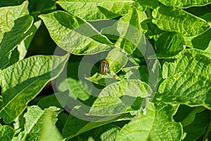 A Colorado potato beetle sits on a green potato leaf in close-up. Leptinotarsa decemlineata. The invasion of pests threatens the