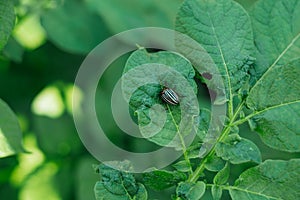 A colorado potato beetle, sitting on the leaves of a potato plant. Leptinotarsa decemlineata