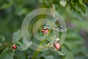 Colorado potato beetle, ten-striped spearman, a major pest of potato crops. Colorado beetle eating potato leaves