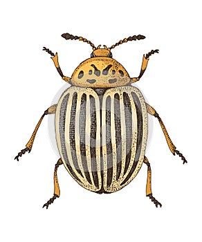 Colorado potato beetle vector illustration