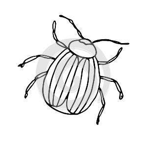 Colorado potato beetle. Vector illustration of an insect. A Doodle style sketch .