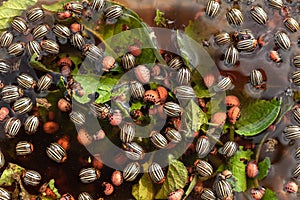 Colorado potato beetles eat potato leaves close-up. Insect pests of agricultural crops