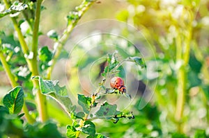 The Colorado potato beetles Leptinotarsa decemlineata on a close-up of potatoes. insect pests, farmer`s enemy, damage to the cr