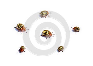 Colorado potato beetles on white background