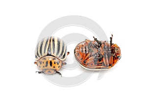 Colorado potato bug