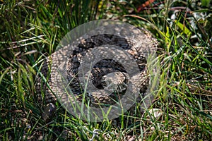 Colorado rattlesnake