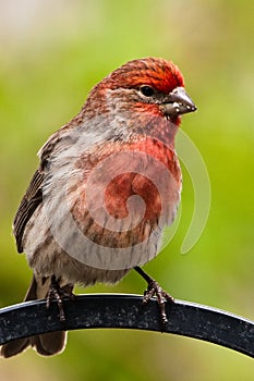 Colorado Red Breasted House Finch