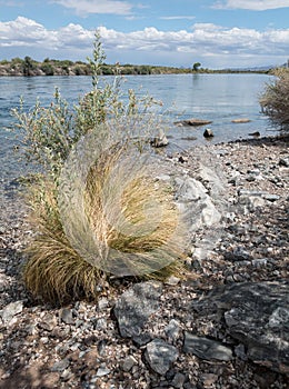 Colorado River at Needles, California