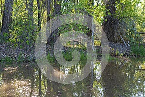 Colorado River Rising in the woods