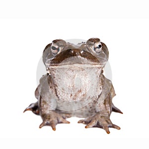 The Colorado River or Sonoran Desert toad on white