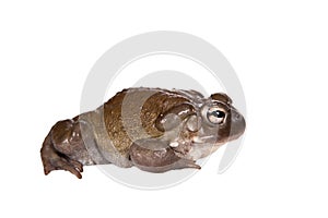The Colorado River or Sonoran Desert toad on white