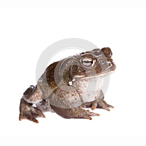 The Colorado River or Sonoran Desert toad on white