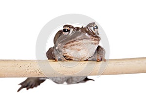 The Colorado River or Sonoran Desert toad on white