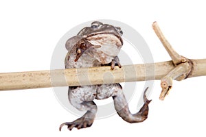 The Colorado River or Sonoran Desert toad on white