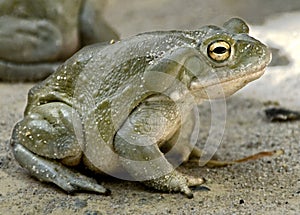 Colorado river toad 3 photo