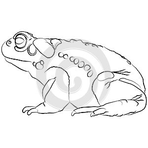 Colorado River Toad, Bufo alvarius toxin frog