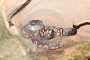 Colorado river toad and gila monster